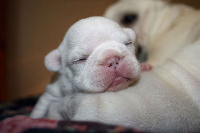 bulldog puppies