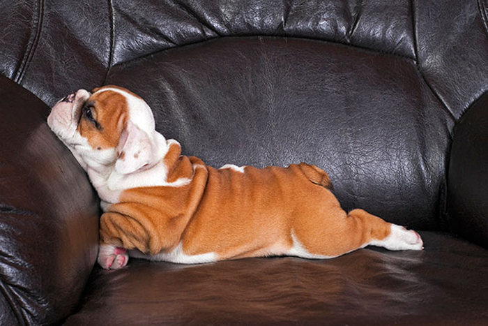 bulldog puppies