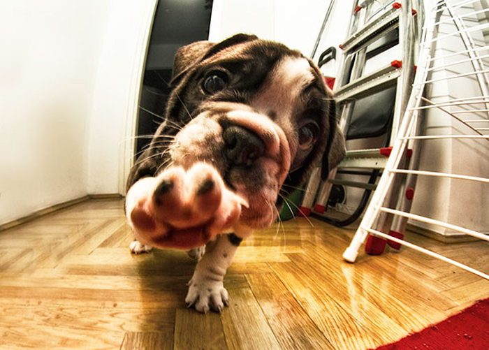 bulldog puppies