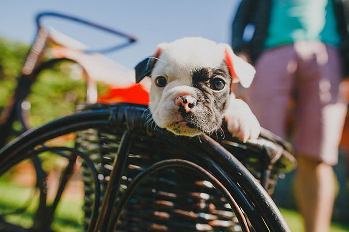 bulldog puppies