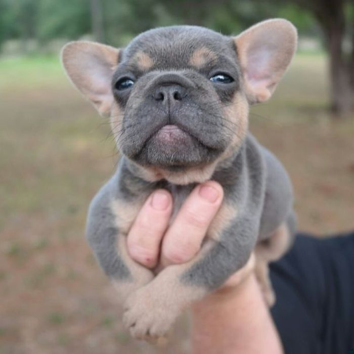 bulldog puppies