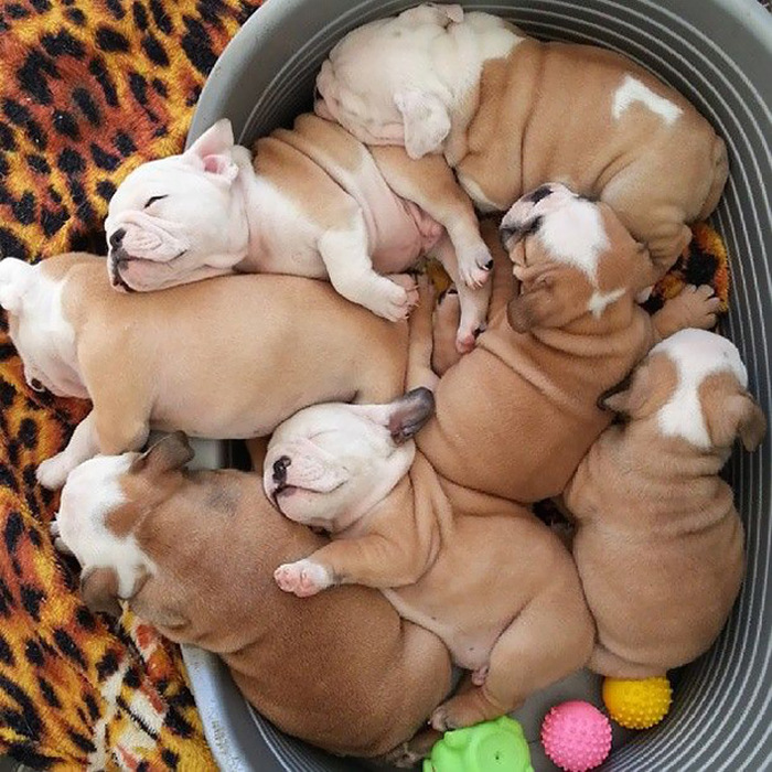 bulldog puppies