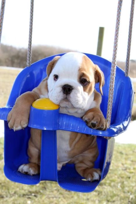 bulldog puppies