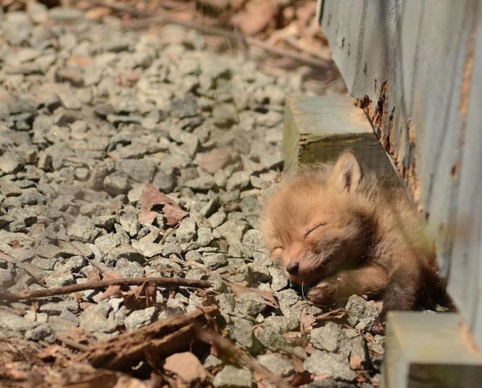 young baby fox cubs