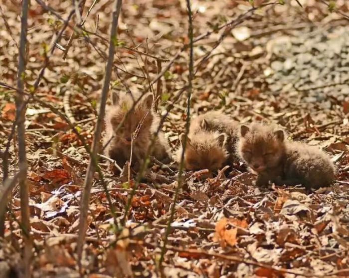 young baby fox cubs