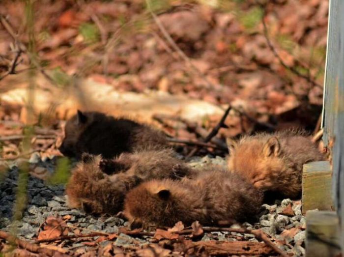 young baby fox cubs