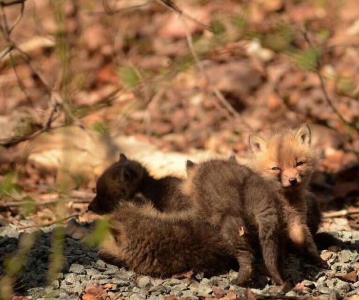 young baby fox cubs