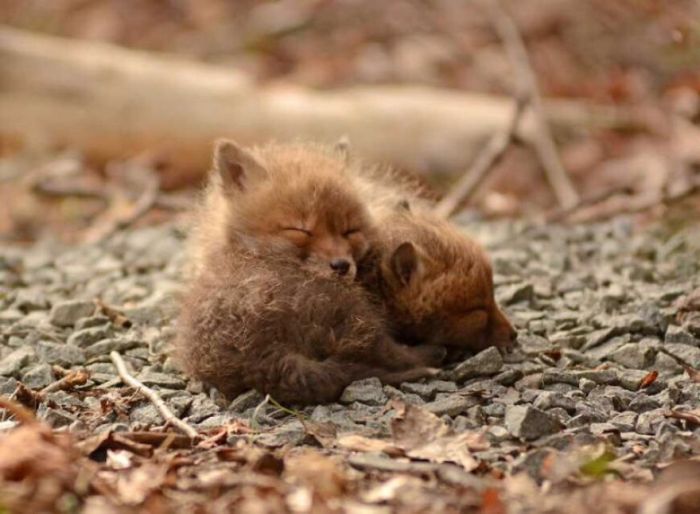 young baby fox cubs