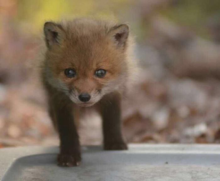 young baby fox cubs