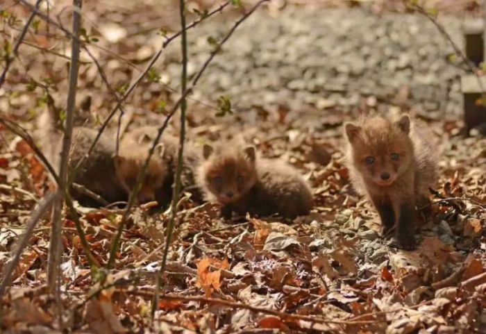 young baby fox cubs