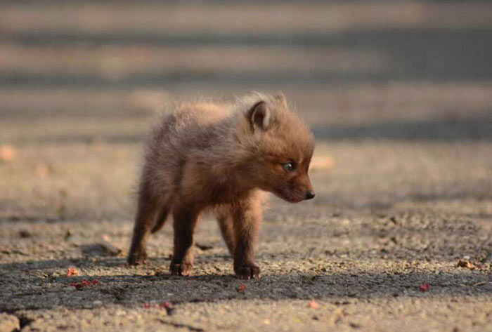 young baby fox cubs