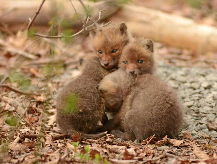 young baby fox cubs