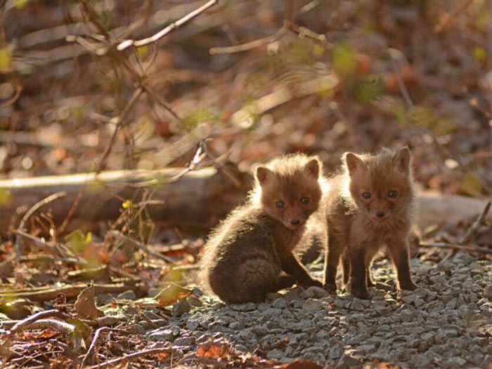 young baby fox cubs