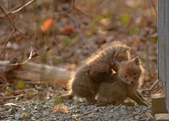 young baby fox cubs