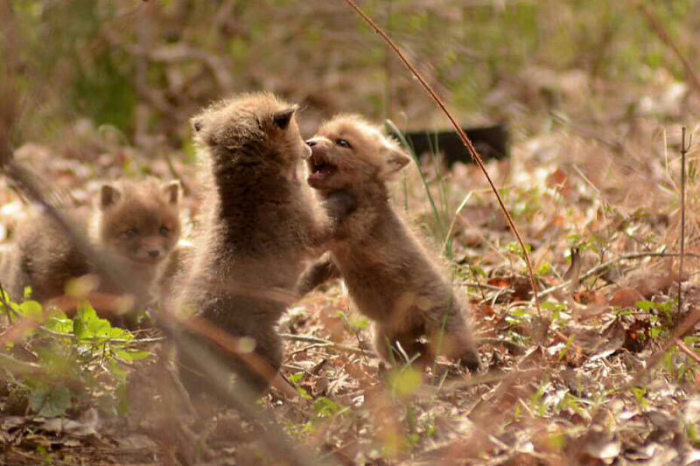 young baby fox cubs