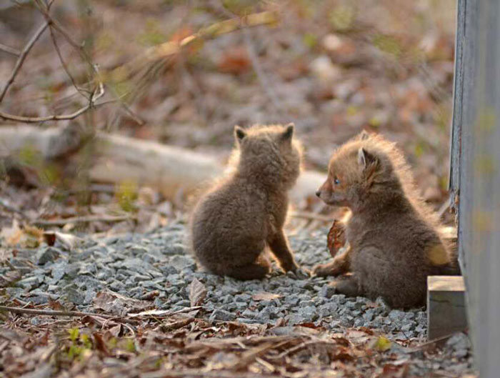 young baby fox cubs