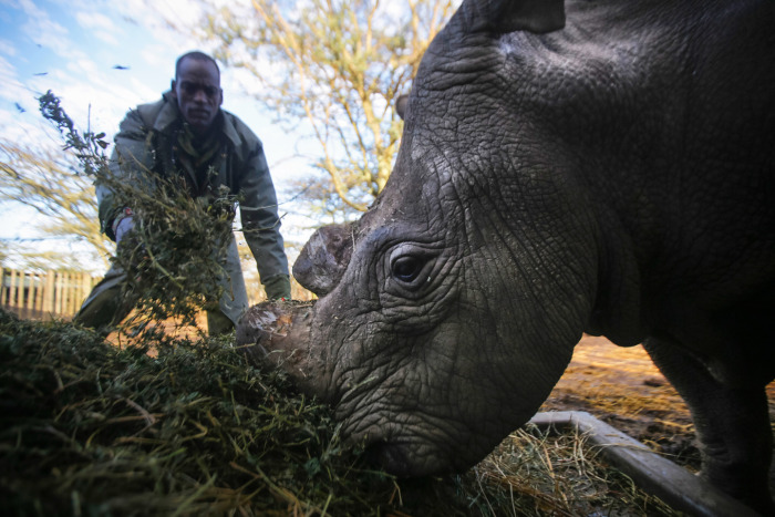 White rhinoceros under the protection, Ol Pejeta Conservancy, Laikipia County, Kenya