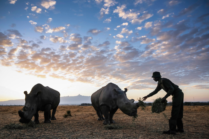 White rhinoceros under the protection, Ol Pejeta Conservancy, Laikipia County, Kenya