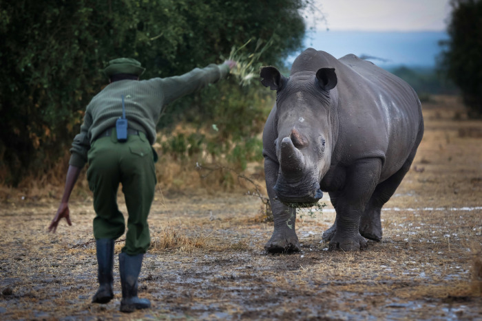 White rhinoceros under the protection, Ol Pejeta Conservancy, Laikipia County, Kenya