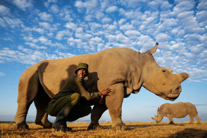 White rhinoceros under the protection, Ol Pejeta Conservancy, Laikipia County, Kenya