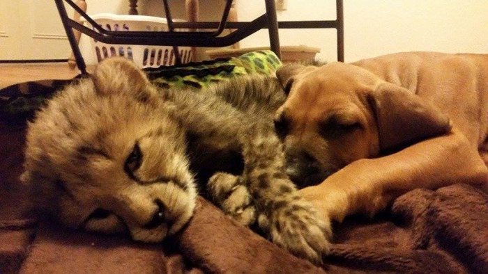 cheetah cub and puppy dog friends