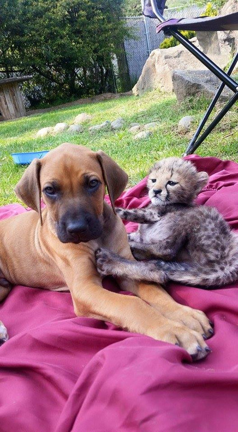 cheetah cub and puppy dog friends