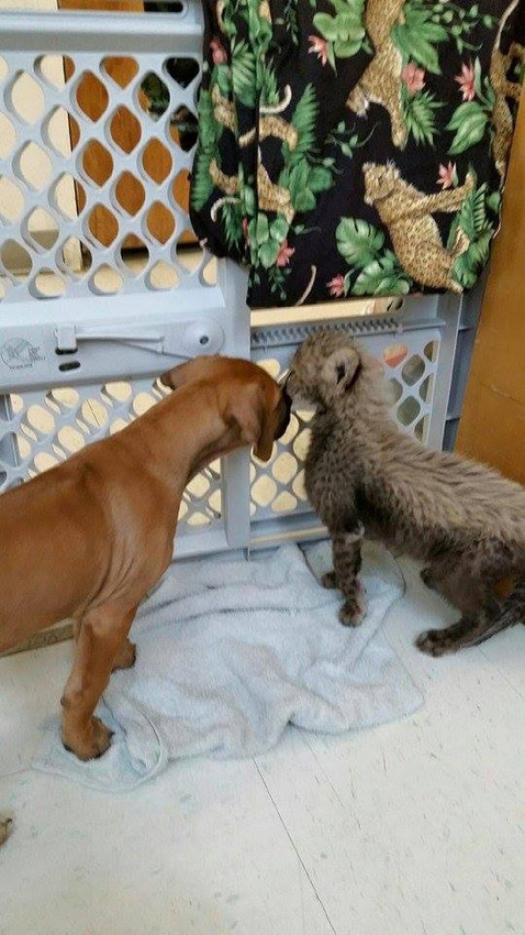 cheetah cub and puppy dog friends