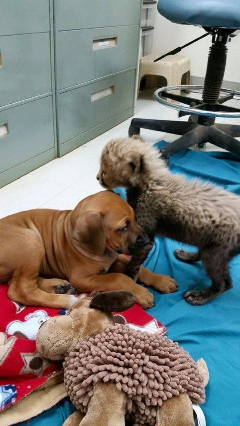 cheetah cub and puppy dog friends