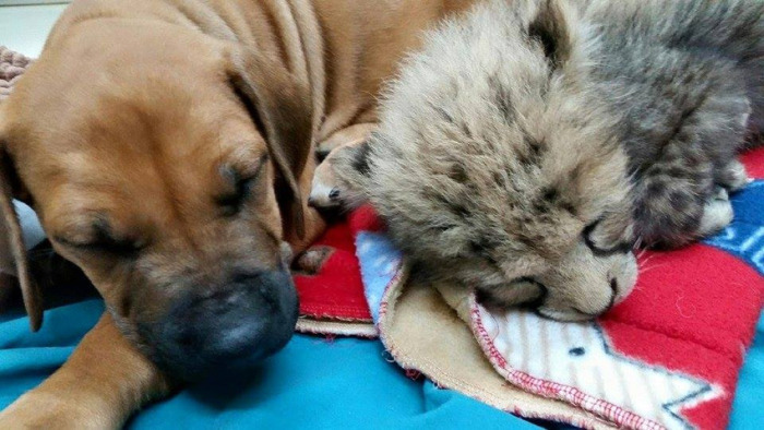 cheetah cub and puppy dog friends