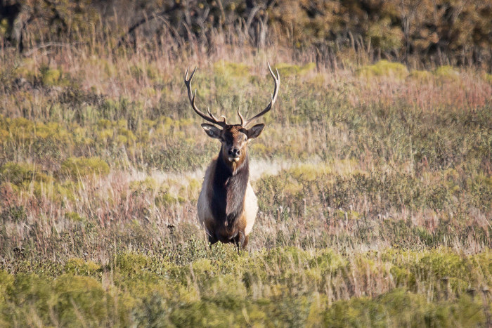 wildlife photography