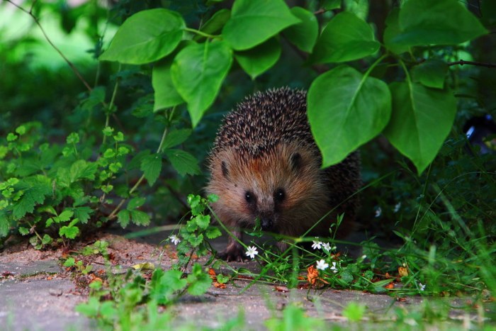 wildlife photography