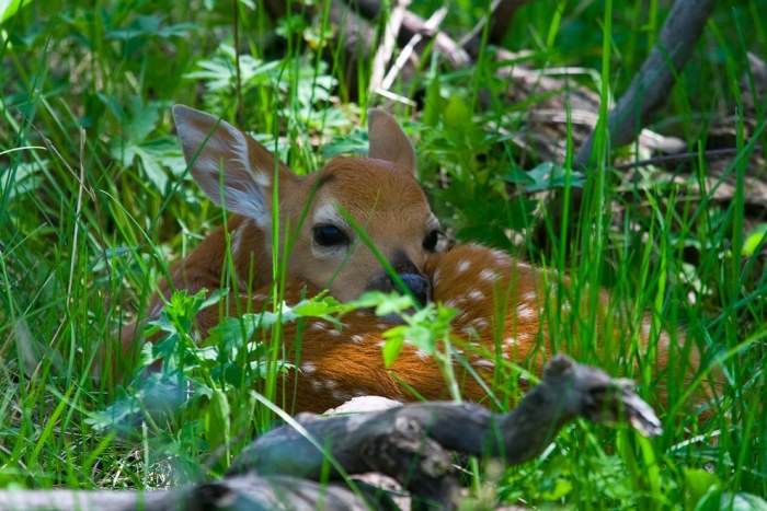 wildlife photography