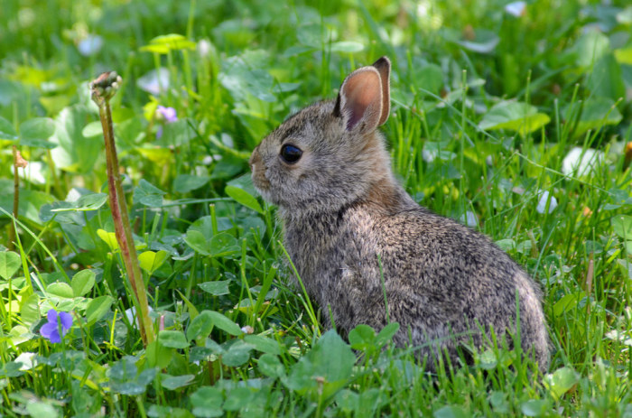 wildlife photography