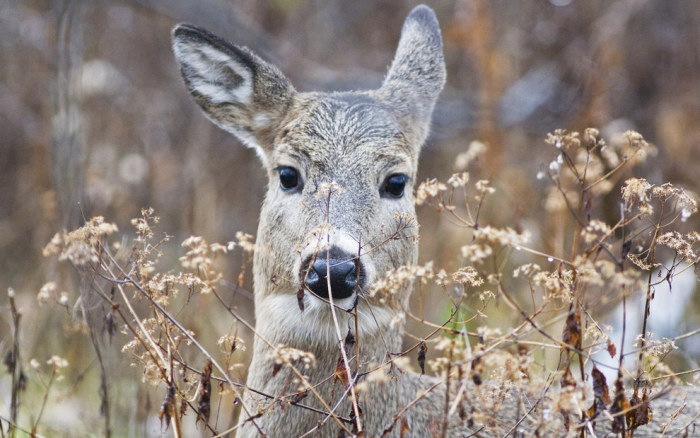 wildlife photography