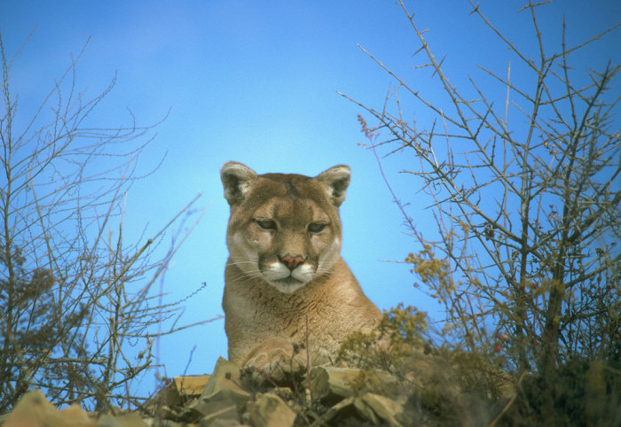 wildlife photography