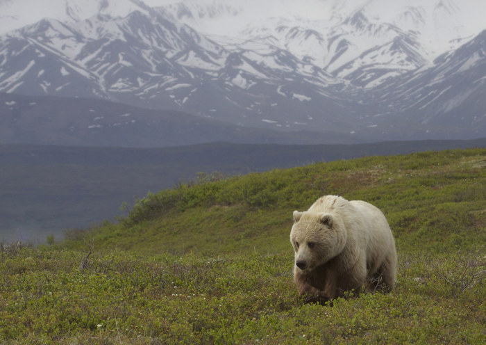 wildlife photography