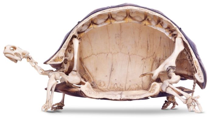 tortoise from inside