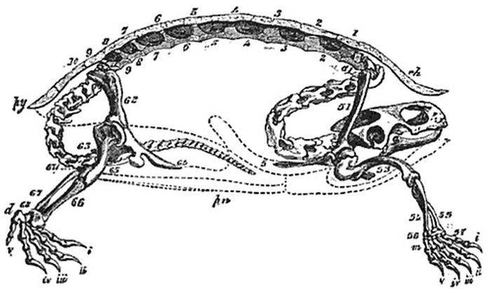 tortoise from inside