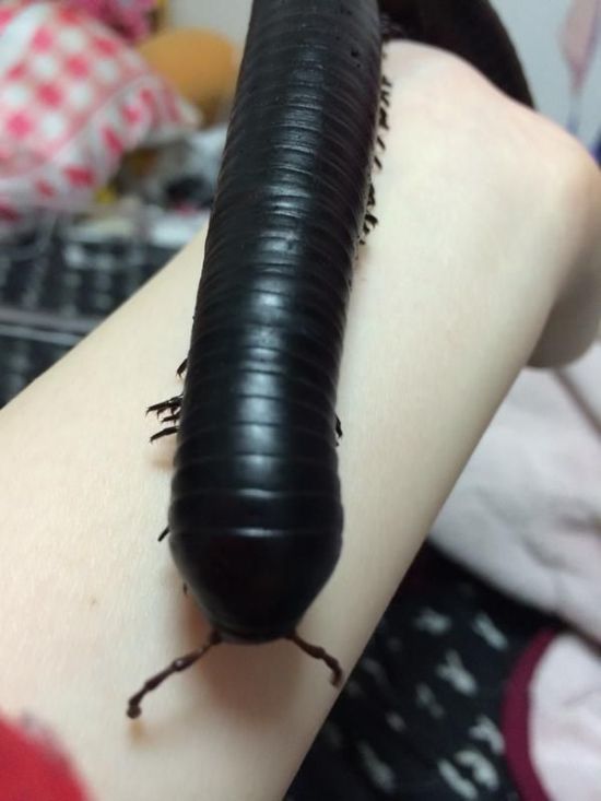 african millipede pet