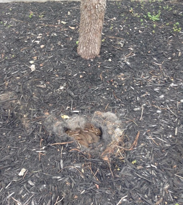 rabbit nest in the backyard