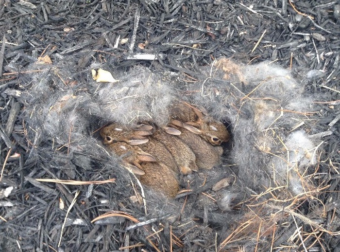 rabbit nest in the backyard