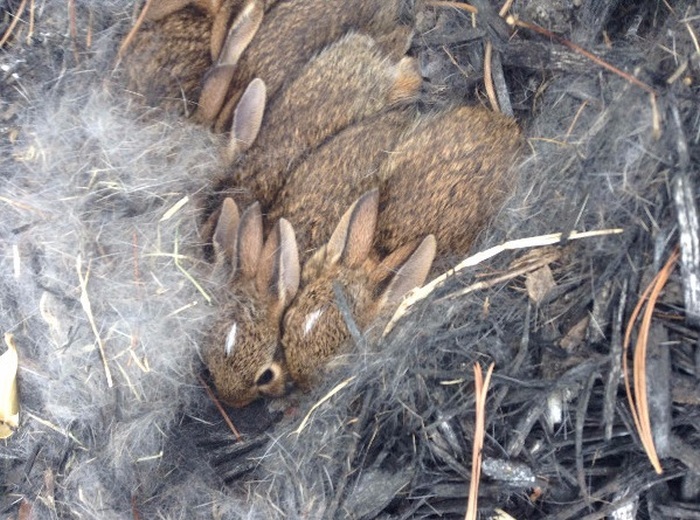 rabbit nest in the backyard