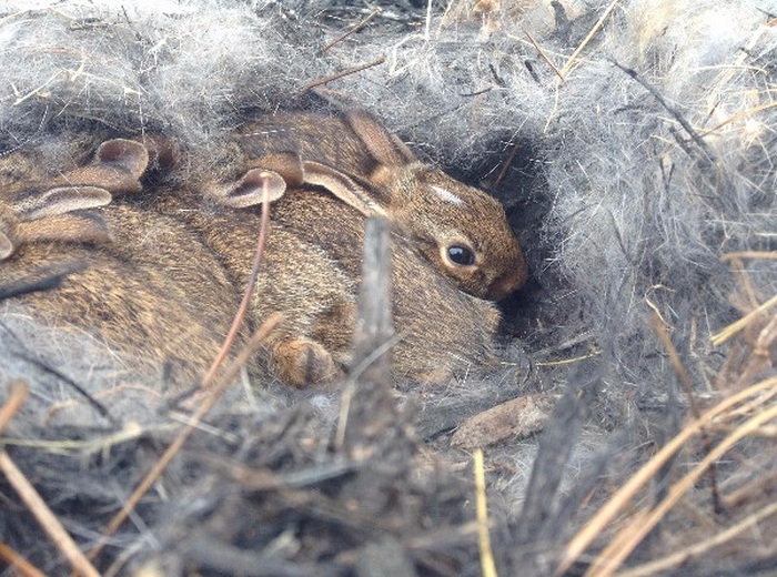rabbit nest in the backyard