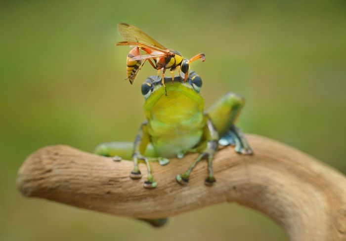 frog and the wasp