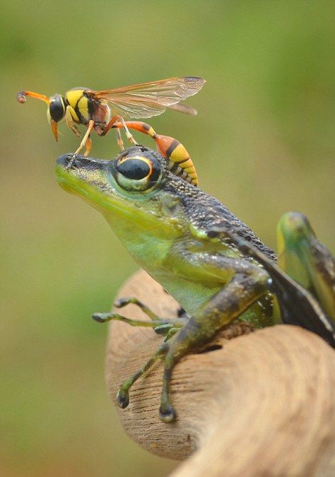 frog and the wasp