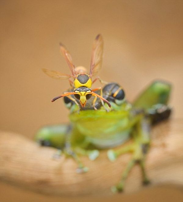 frog and the wasp