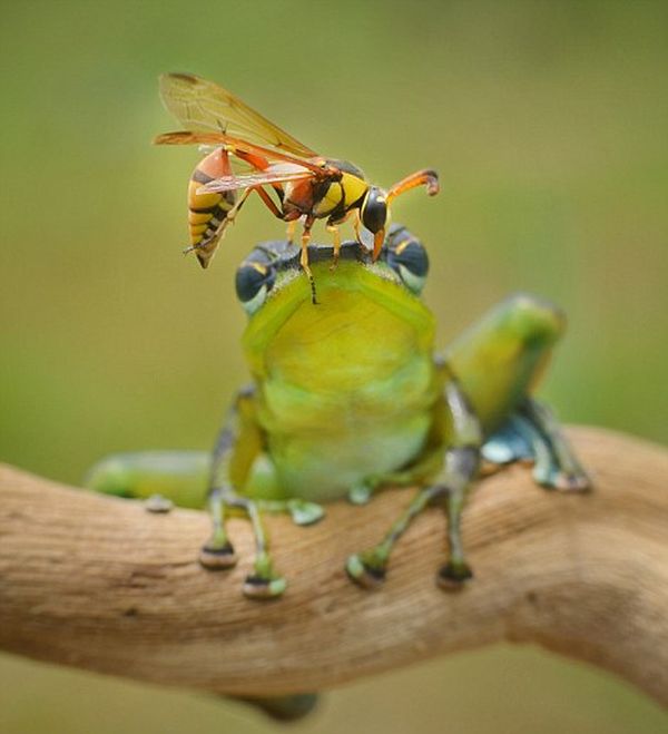 frog and the wasp