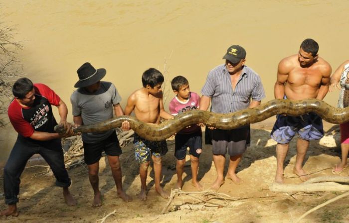 rescuing an anaconda