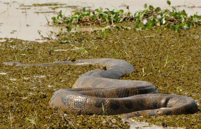 rescuing an anaconda