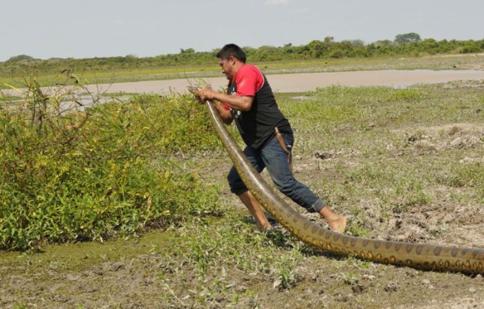 rescuing an anaconda